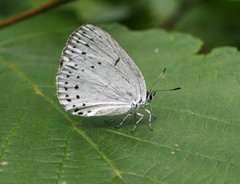 Artopoetes pryeri