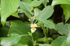 Impatiens scabrida