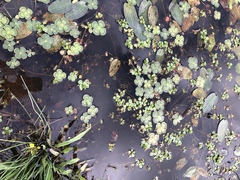 Marsilea mutica