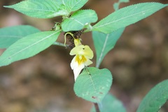 Impatiens scabrida