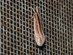 Leptosaces schistopa