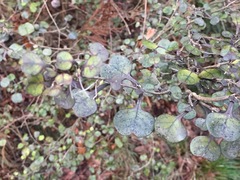 Coprosma spathulata spathulata