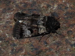 Thoracolopha flexirena