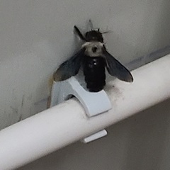 Xylocopa phalothorax