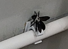 Xylocopa phalothorax