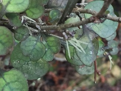 Coprosma spathulata spathulata