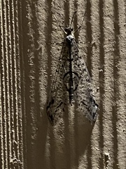 Dendroleon speciosus