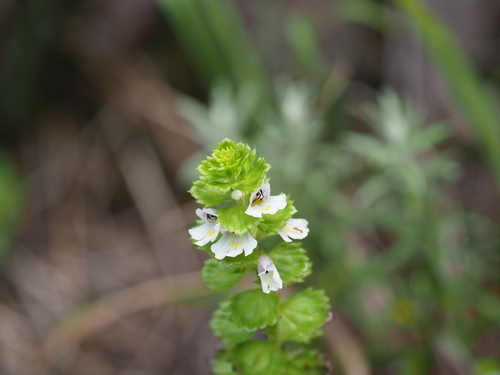 Euphrasia insignis iNat (1)