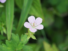 Geranium shikokianum