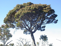 Leptospermum recurvum