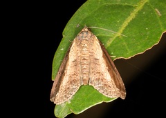 Lophoptera squammigera
