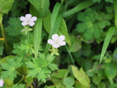 Geranium shikokianum