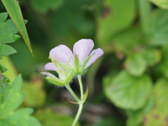 Geranium shikokianum