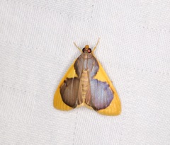 Prooedema inscisalis