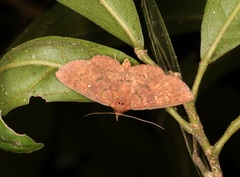 Sarobides inconclusa