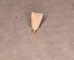 Torodora gemella