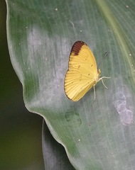 Eurema sari