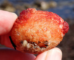 Cnemidocarpa