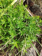 Gonocarpus elatus