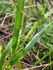 Caesia calliantha