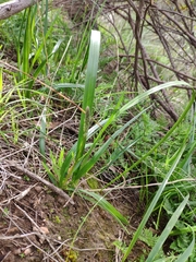 Caesia calliantha