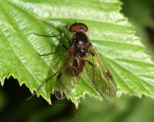 Black Snipefly, photo 2 of 10