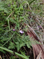 Glycine rubiginosa