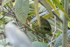 Ampelioides tschudii