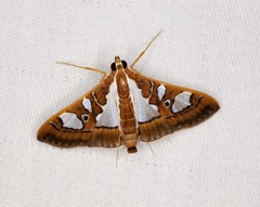 Glyphodes bivitralis