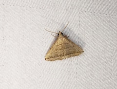 Lysimelia neleusalis