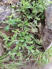 Scaevola albida