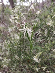 Anthocercis angustifolia