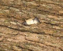 Tyrolimnas anthraconesa