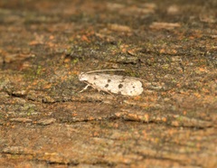 Autosticha calceata