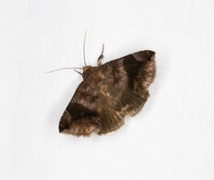 Bastilla