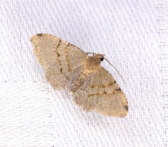 Chrioloba perpusilla