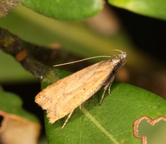 Dichomeris hamulifera