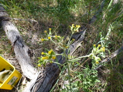 Senecio hispidissimus