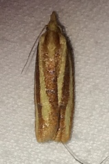 Sparganothis tristriata