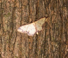 Idaea impexa