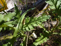 Senecio hispidissimus