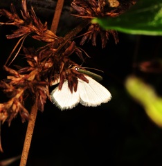 Idiochlora minuscula