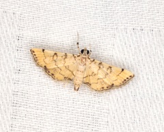 Lamprosema tampiusalis