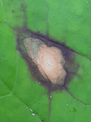 Puccinia petasitis-pendulae