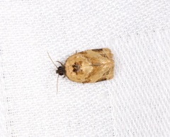 Neocalyptis liratana