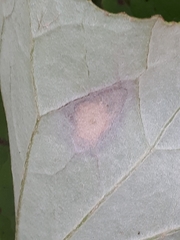 Puccinia petasitis-pendulae