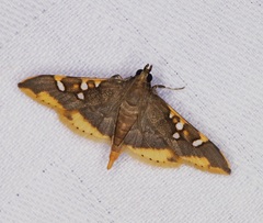 Prophantis adusta