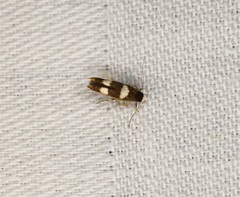 Stathmopoda paradiplaspis