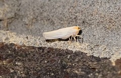 Neocenchrea heidemanni