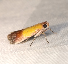 Piesmopoda semilutea